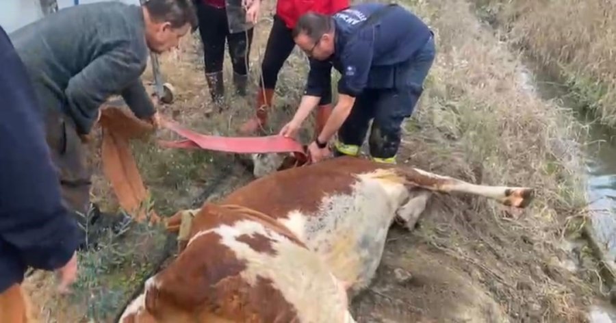 Su Kanalına Düşen İnek İtfaiyenin 1 Saatlik Çalışmasıyla Kurtarıldı