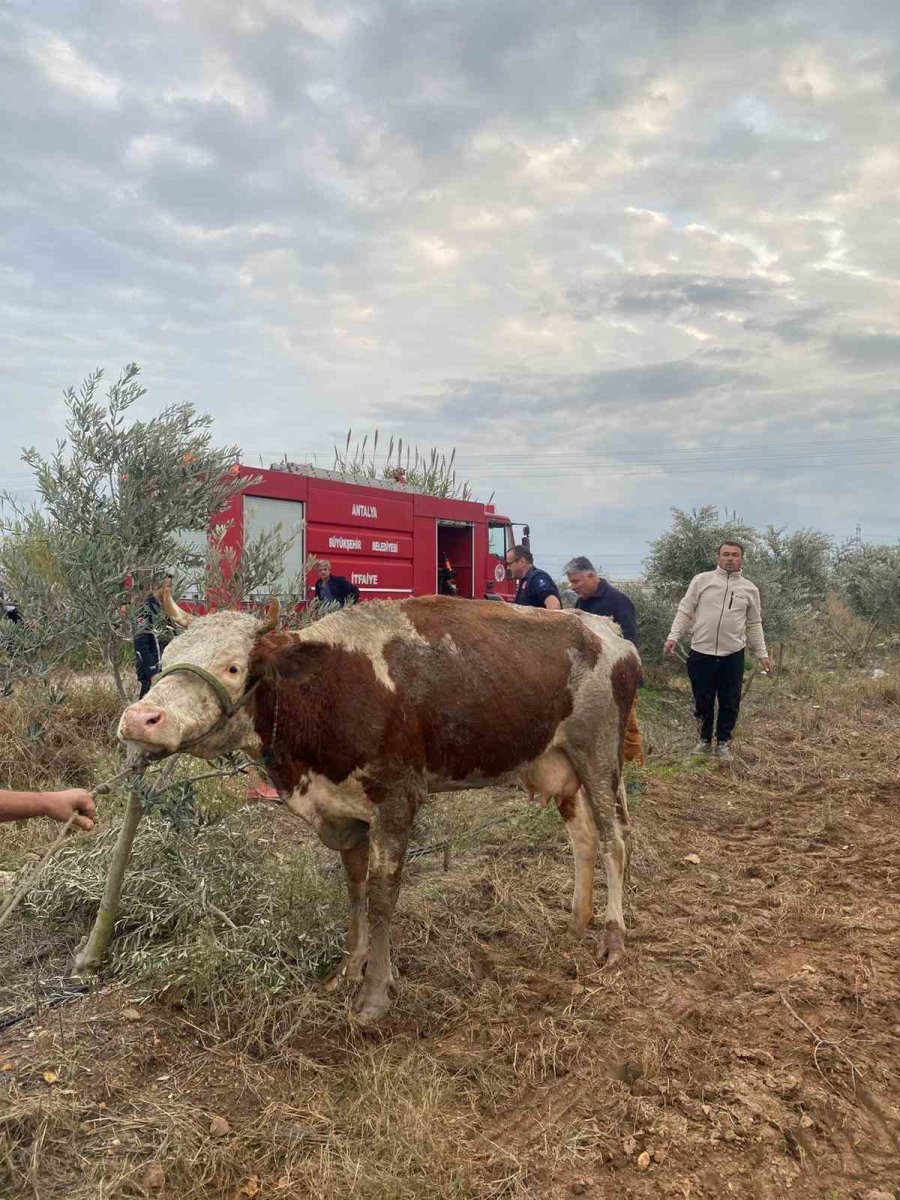 Su Kanalına Düşen İnek İtfaiyenin 1 Saatlik Çalışmasıyla Kurtarıldı