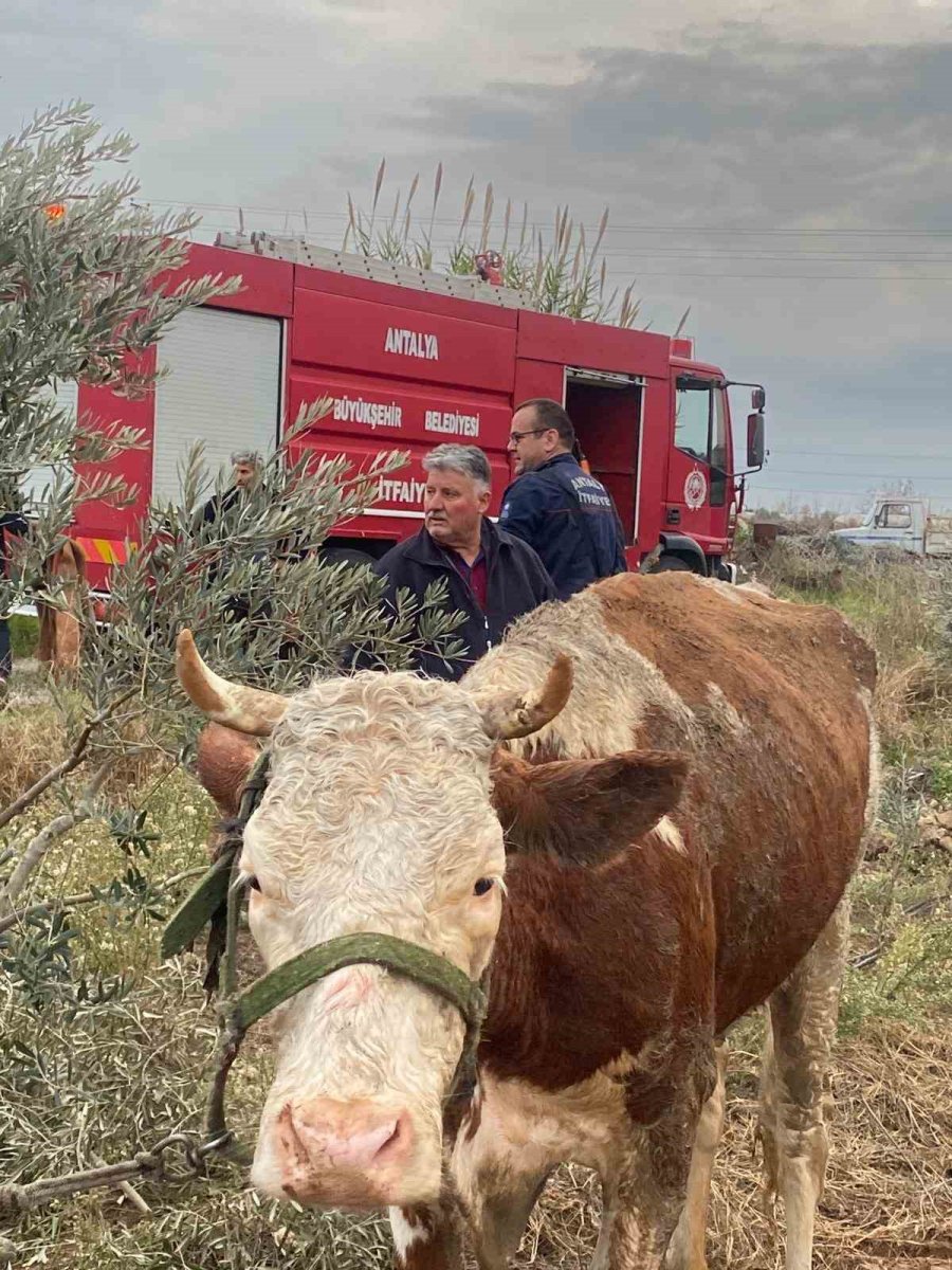 Su Kanalına Düşen İnek İtfaiyenin 1 Saatlik Çalışmasıyla Kurtarıldı