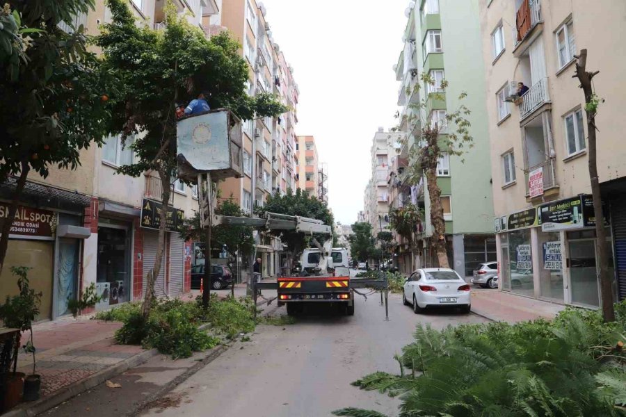 Mersin’de Ağaçlara Kış Bakımı