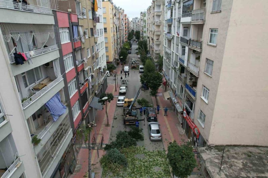 Mersin’de Ağaçlara Kış Bakımı