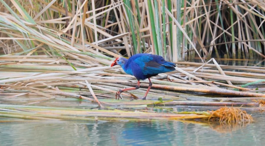 Nesli Tehlikedeki ’saz Horozu’ Göksu Deltası’nda Görüntülendi