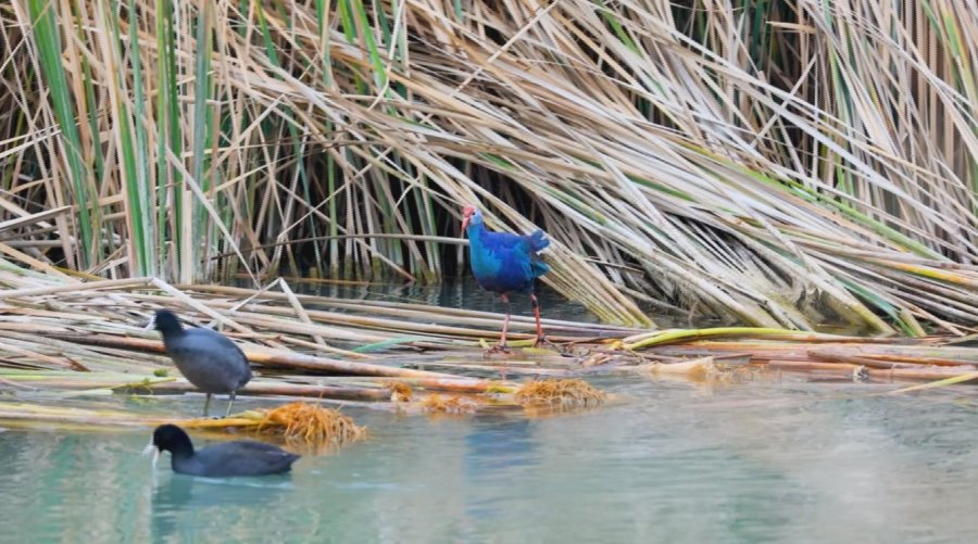 Nesli Tehlikedeki ’saz Horozu’ Göksu Deltası’nda Görüntülendi