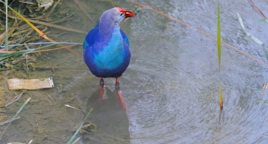 Nesli Tehlikedeki ’saz Horozu’ Göksu Deltası’nda Görüntülendi