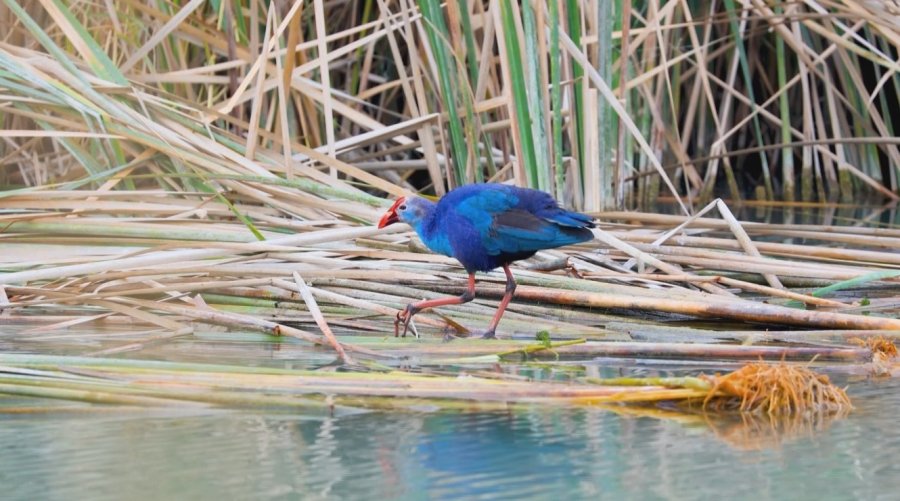 Nesli Tehlikedeki ’saz Horozu’ Göksu Deltası’nda Görüntülendi