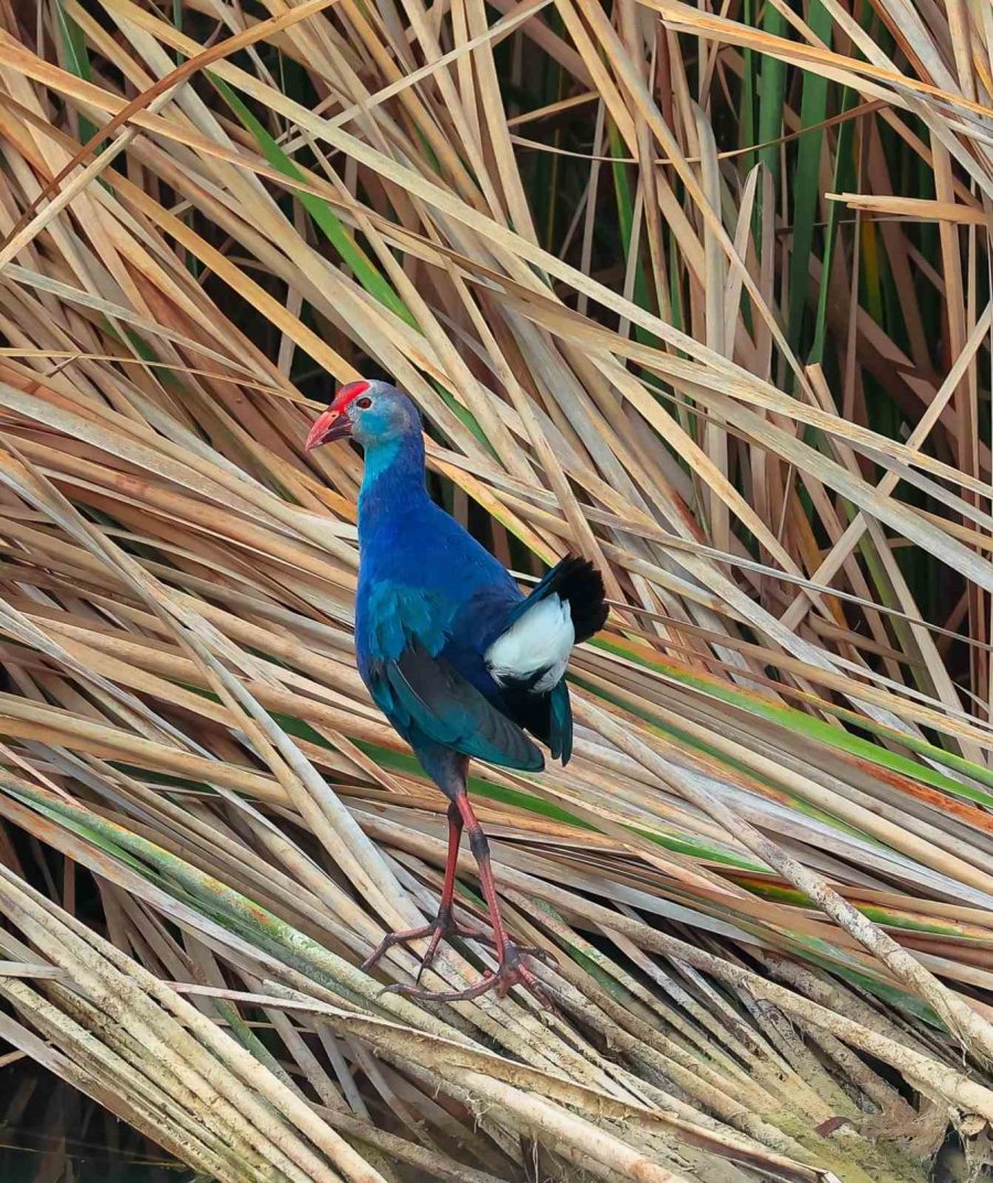 Nesli Tehlikedeki ’saz Horozu’ Göksu Deltası’nda Görüntülendi
