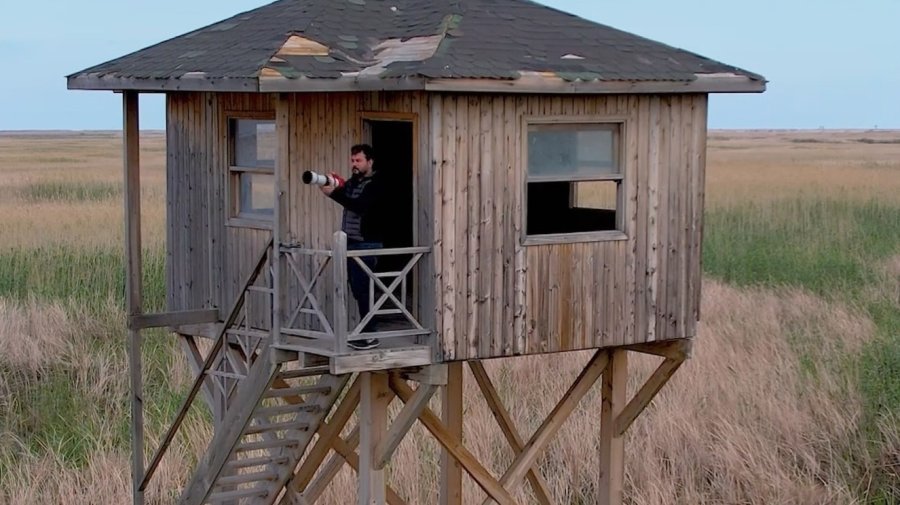 Nesli Tehlikedeki ’saz Horozu’ Göksu Deltası’nda Görüntülendi