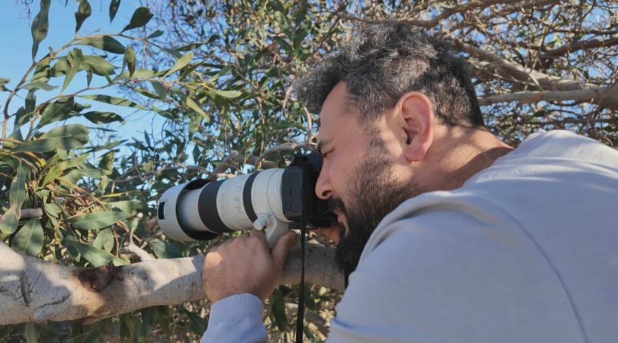 Nesli Tehlikedeki ’saz Horozu’ Göksu Deltası’nda Görüntülendi