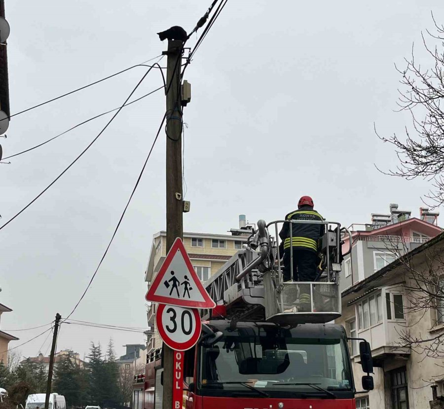 Beyşehir’de İtfaiye Merdiveni Bu Kez Direğin Tepesindeki Kedi İçin Uzatıldı