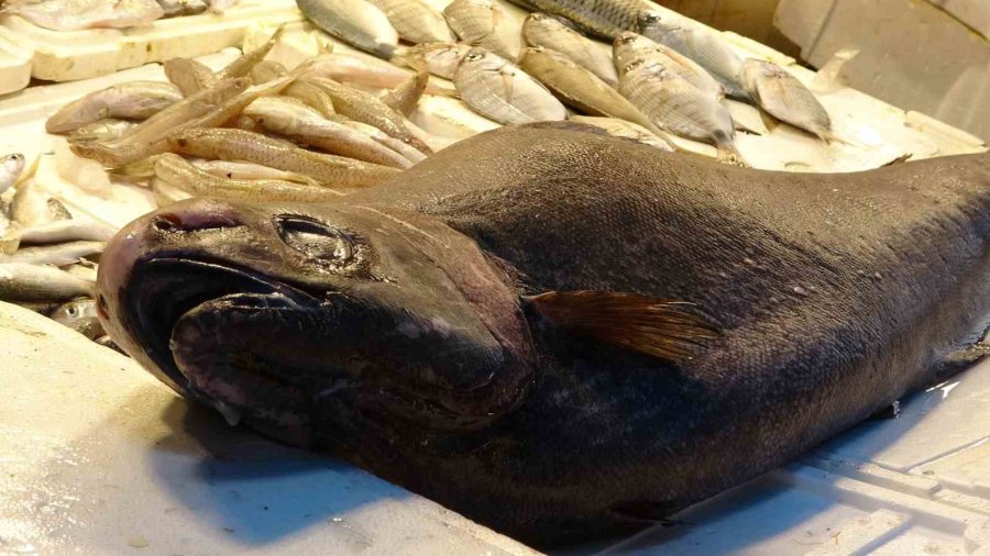 Akdeniz’de 1,5 Metrelik Atlas Balığı Yakalandı