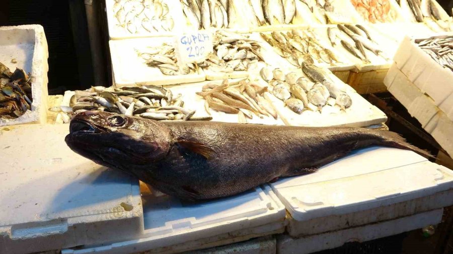 Akdeniz’de 1,5 Metrelik Atlas Balığı Yakalandı