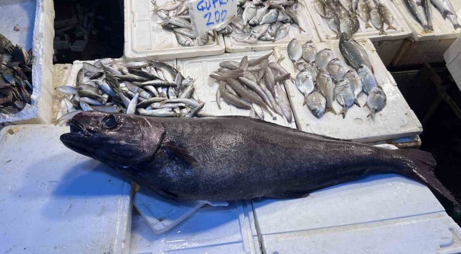 Akdeniz’de 1,5 Metrelik Atlas Balığı Yakalandı