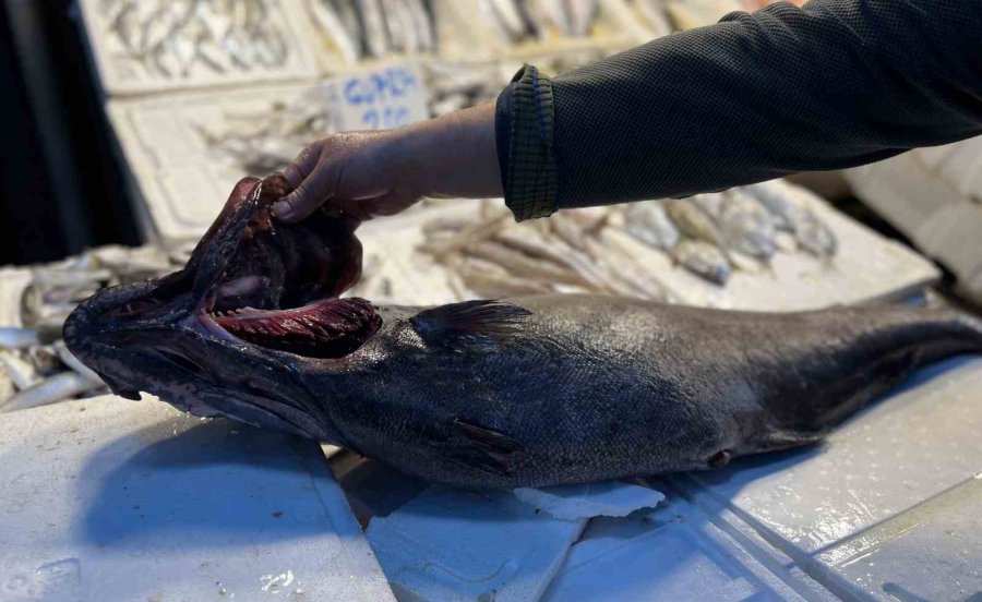 Akdeniz’de 1,5 Metrelik Atlas Balığı Yakalandı