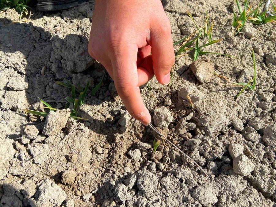 Konya Ovasında Yağışlar, Yüzde 44 Oranında Düştü