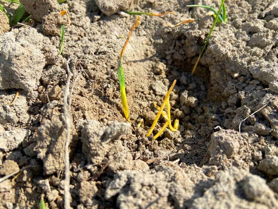 Konya Ovasında Yağışlar, Yüzde 44 Oranında Düştü