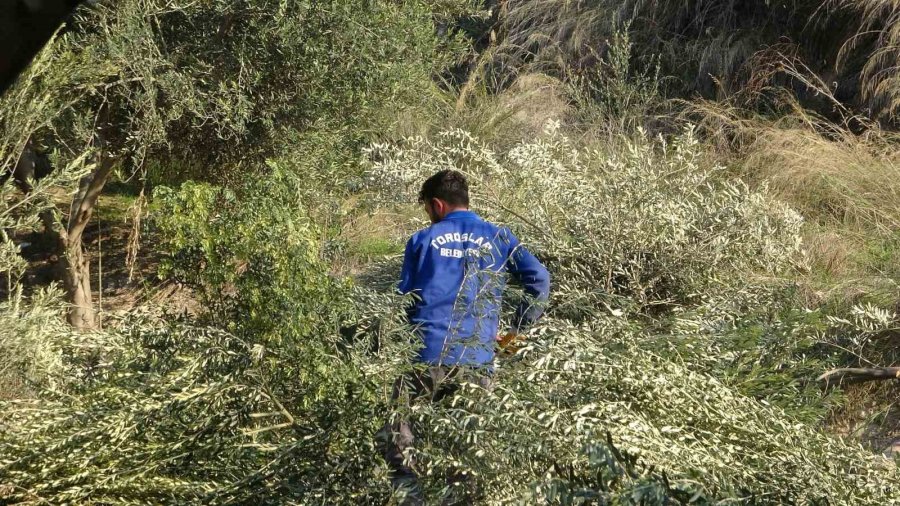 Toroslar Belediyesi Zeytin Ağaçlarını Kesti, Vatandaş Tepki Gösterdi