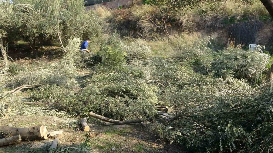 Toroslar Belediyesi Zeytin Ağaçlarını Kesti, Vatandaş Tepki Gösterdi