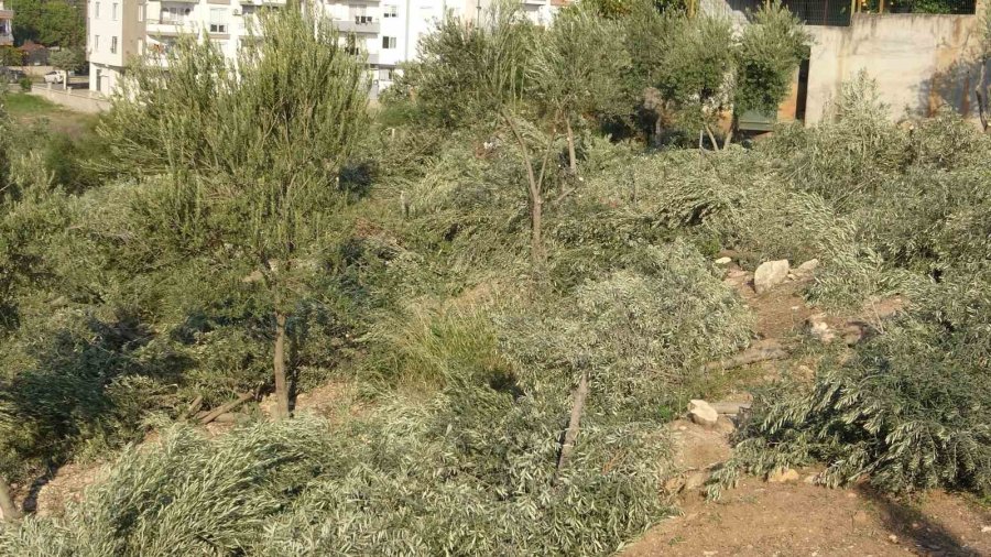 Toroslar Belediyesi Zeytin Ağaçlarını Kesti, Vatandaş Tepki Gösterdi