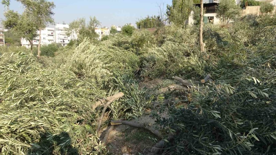Toroslar Belediyesi Zeytin Ağaçlarını Kesti, Vatandaş Tepki Gösterdi