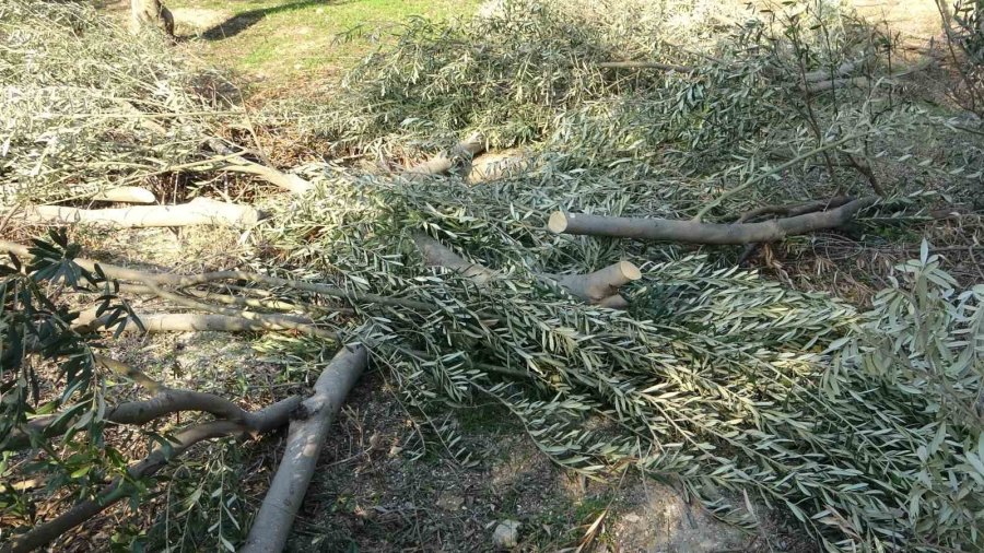 Toroslar Belediyesi Zeytin Ağaçlarını Kesti, Vatandaş Tepki Gösterdi