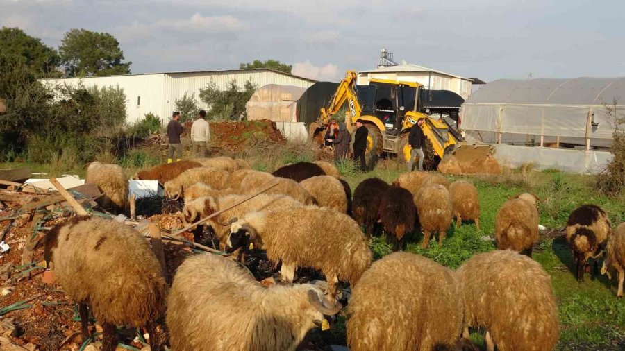 Seslerini Küçük Çocuk Duydu, Çalındı Sanılan 2 Koyun Düştükleri 5 Metrelik Kuyudan Kurtarıldı