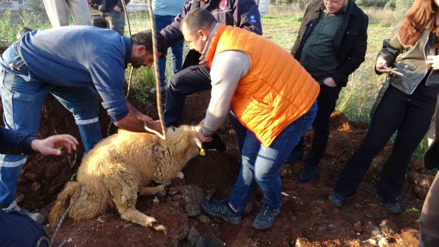 Seslerini Küçük Çocuk Duydu, Çalındı Sanılan 2 Koyun Düştükleri 5 Metrelik Kuyudan Kurtarıldı
