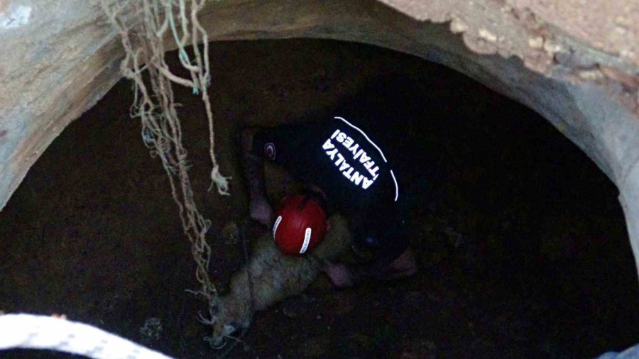 Seslerini Küçük Çocuk Duydu, Çalındı Sanılan 2 Koyun Düştükleri 5 Metrelik Kuyudan Kurtarıldı