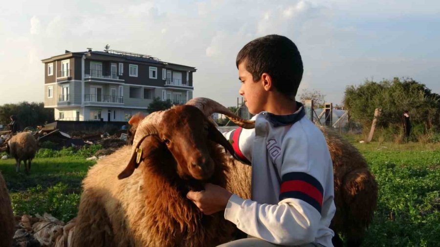 Seslerini Küçük Çocuk Duydu, Çalındı Sanılan 2 Koyun Düştükleri 5 Metrelik Kuyudan Kurtarıldı