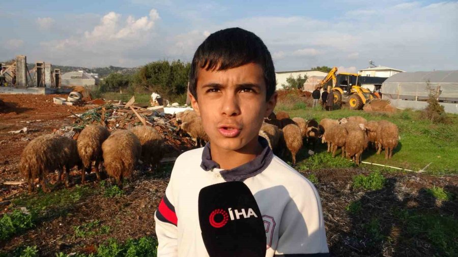 Seslerini Küçük Çocuk Duydu, Çalındı Sanılan 2 Koyun Düştükleri 5 Metrelik Kuyudan Kurtarıldı