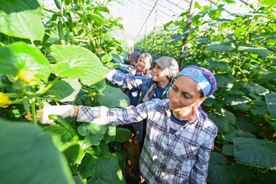 Mersin’de Hıyar Fidesi Desteği Aydıncık’ta Hasada Dönüştü