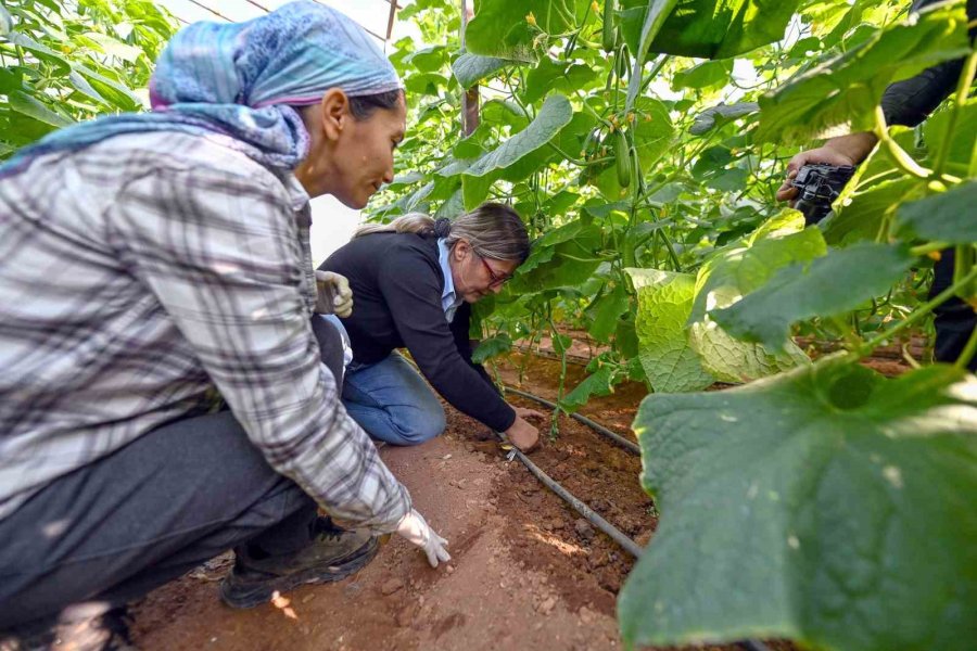 Mersin’de Hıyar Fidesi Desteği Aydıncık’ta Hasada Dönüştü