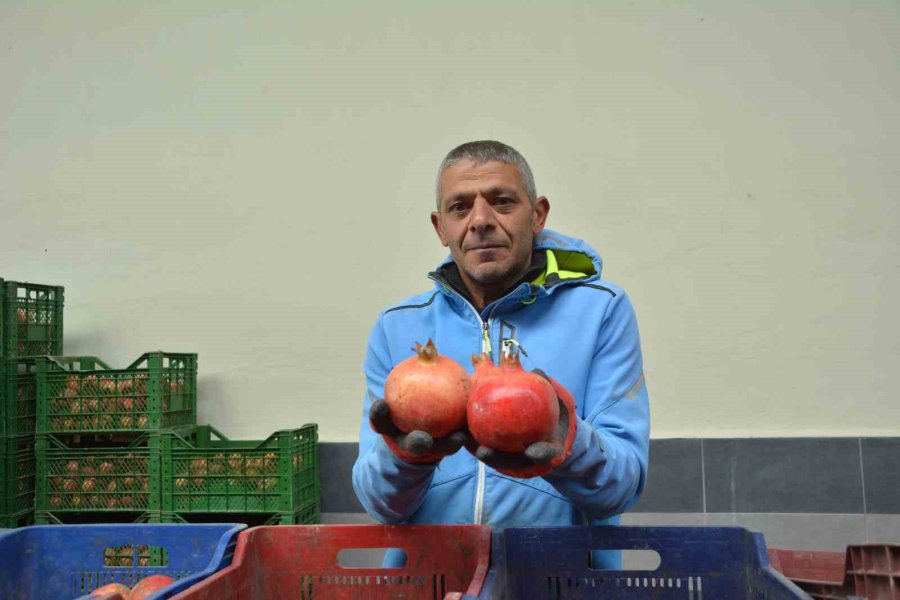 Korkuteli’nden Nar İhracatı Başladı