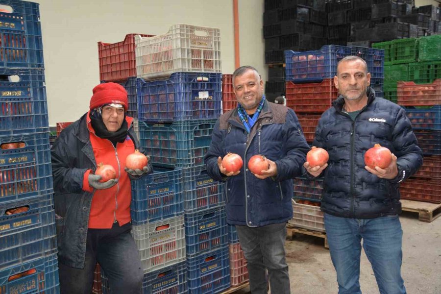 Korkuteli’nden Nar İhracatı Başladı