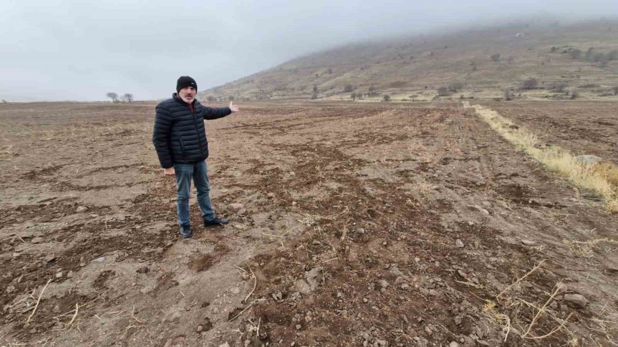 Yaban Domuzları Arpa Ve Buğday Ekili Tarlayı Adeta Haritaya Çevirdi