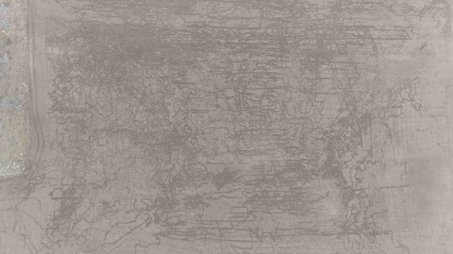 Yaban Domuzları Arpa Ve Buğday Ekili Tarlayı Adeta Haritaya Çevirdi