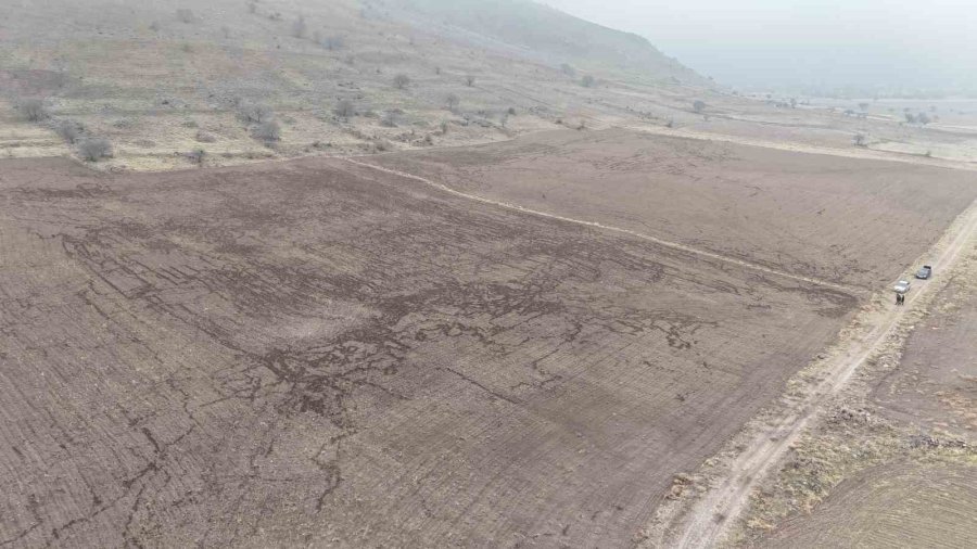 Yaban Domuzları Arpa Ve Buğday Ekili Tarlayı Adeta Haritaya Çevirdi
