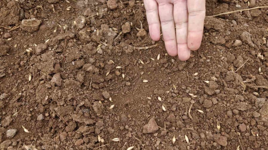 Yaban Domuzları Arpa Ve Buğday Ekili Tarlayı Adeta Haritaya Çevirdi