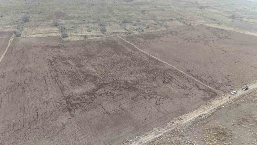Yaban Domuzları Arpa Ve Buğday Ekili Tarlayı Adeta Haritaya Çevirdi