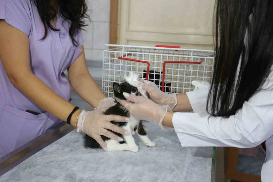 Saldırgan Köpek İhbarına Giden Kepez Belediyesi’nin Çalışanlarına Saldırı