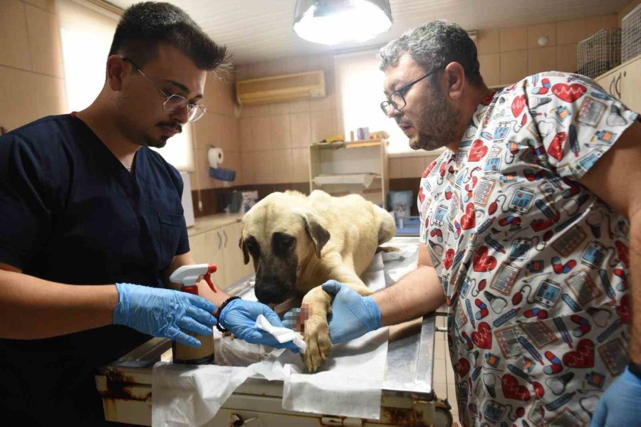 Saldırgan Köpek İhbarına Giden Kepez Belediyesi’nin Çalışanlarına Saldırı