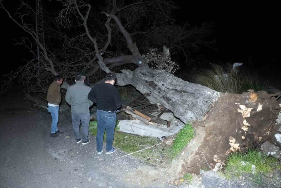 Mersin’de Şiddetli Rüzgar Çatıyı Uçurdu, Asırlık Meşeyi Devirdi