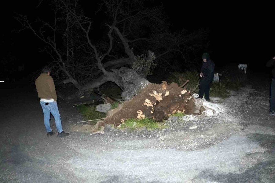 Mersin’de Şiddetli Rüzgar Çatıyı Uçurdu, Asırlık Meşeyi Devirdi