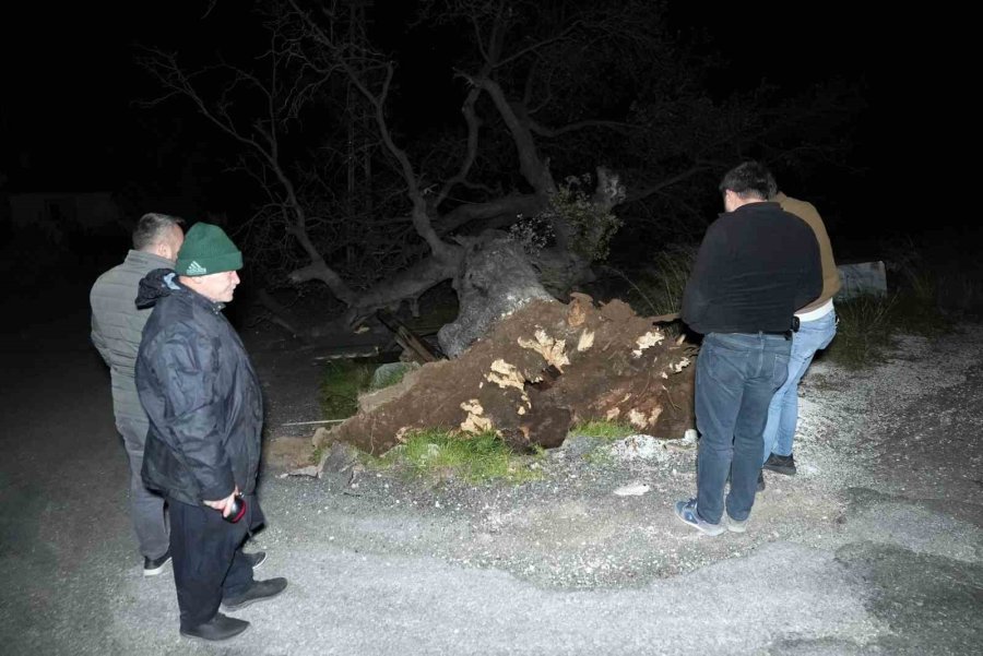 Mersin’de Şiddetli Rüzgar Çatıyı Uçurdu, Asırlık Meşeyi Devirdi