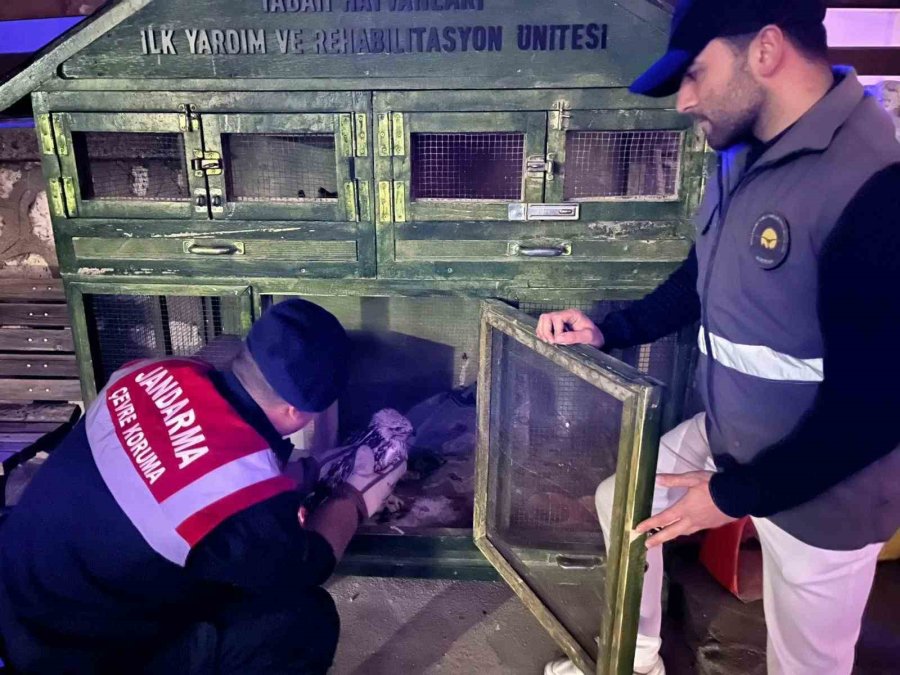 Karaman’da Kızıl Şahin Koruma Altına Alındı