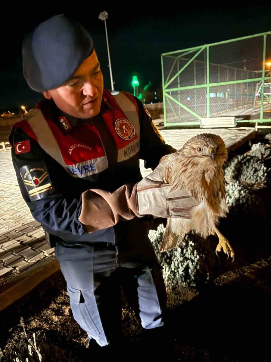 Karaman’da Kızıl Şahin Koruma Altına Alındı