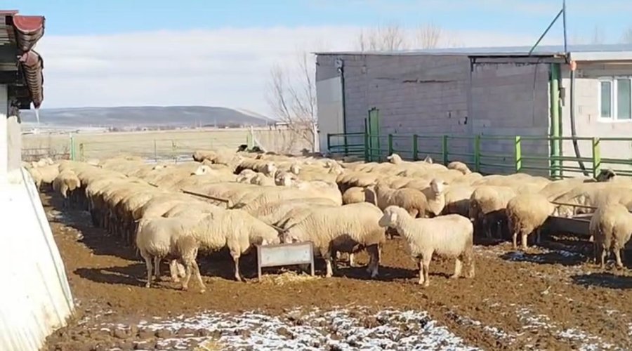 Konya’da Sokak Köpeklerinin Saldırdığı Koyun Telef Oldu