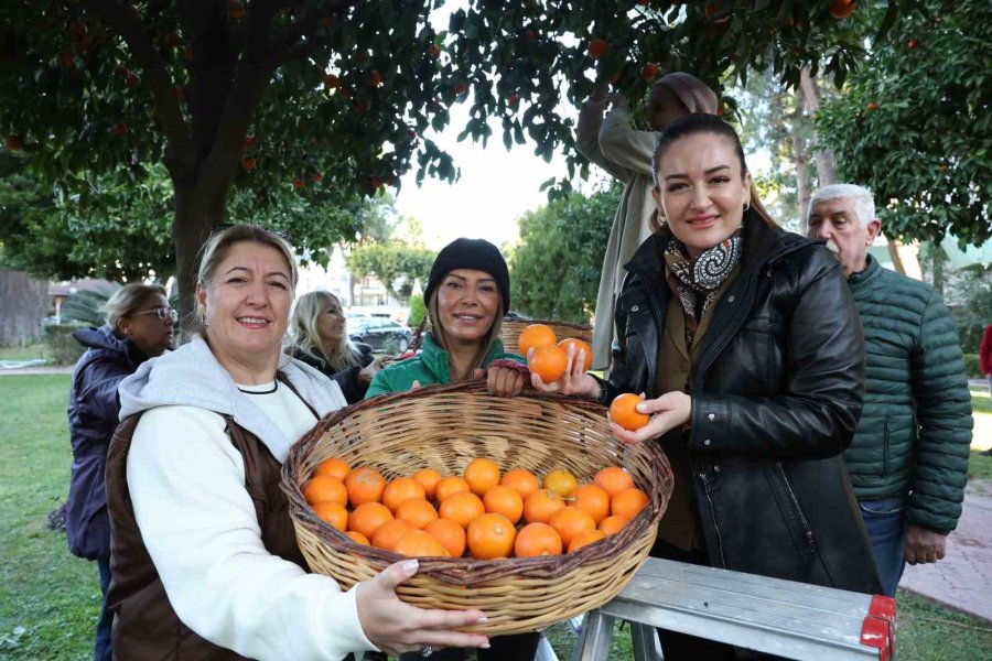 Antalya’nın Turunçları Korkuteli’nden Sofralara Uzanıyor