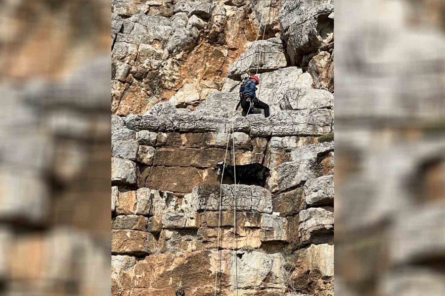 Mersin’de Sarp Kayalıklarda Mahsur Kalan Keçi Nefes Kesen Operasyonla Kurtarıldı