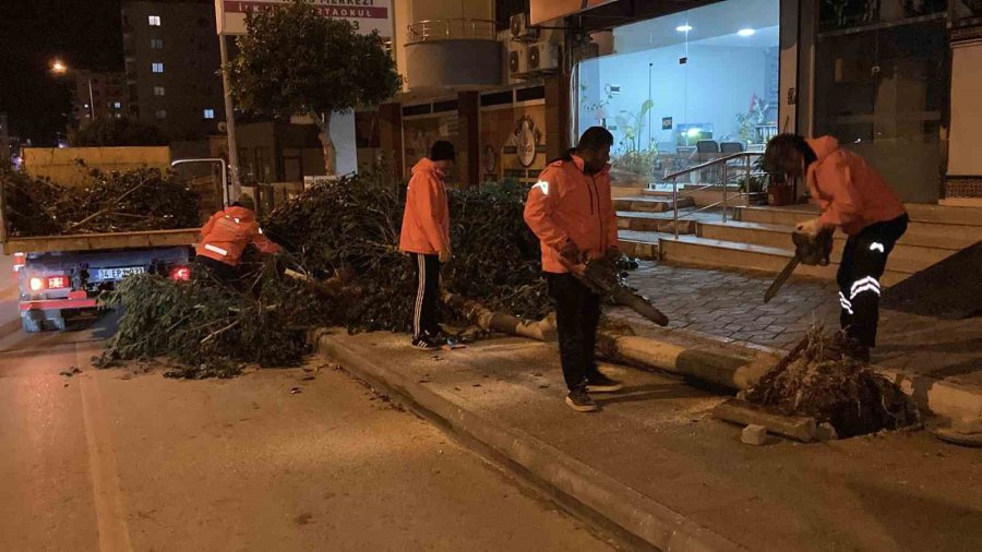 Mersin’de Şiddetli Rüzgar Ağaçları Devirdi