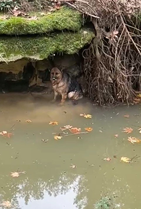 Dereye Düşen Köpek Duyarlı Vatandaş Sayesinde Kurtarıldı